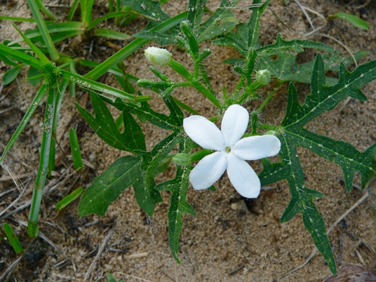 {Cnidoscolus stimulosus}